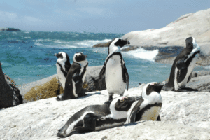「飛べない鳥としてペンギンがいる」という反例を示す