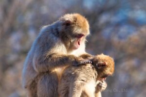 「毛づくろい」のように繋がりを確認して心理的安定を図ろうとする